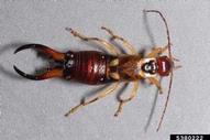European earwig