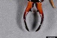 male pinchers  (curved inward)