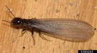 Winged reproductive