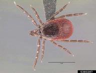 blacklegged tick (<em>Ixodes scapularis</em>) adult(s)