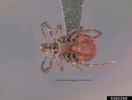 blacklegged tick (<em>Ixodes scapularis</em>) adult(s)