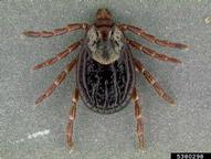 American dog tick (<em>Dermacentor variabilis</em>) adult(s)