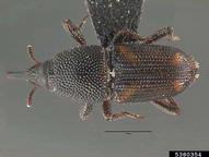 maize weevil (<em>Sitophilus zeamais</em>) adult(s)