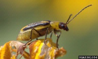 striped cucumber beetle (<em>Acalymma vittatum</em>) adult(s)