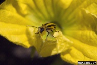 striped cucumber beetle (<em>Acalymma vittatum</em>) adult(s)