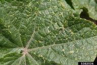 Foliage injury to upper surface of cucumber leaf.
 