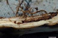 larva