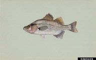 white perch (<em>Morone americana</em>) adult(s) on (<em> </em>)