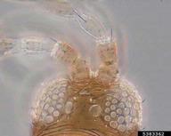 Intercepted from Nigeria on unknown leaf.