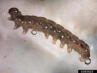 Intercepted at Quarantine from Colombia by CBP Ag Specialist A. Darvish.  Apr 2008