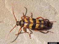 Graham Trim,  Bugwood.org