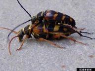 Graham Trim,  Bugwood.org