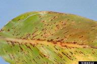 bacterial streak, black rot, and blight (<em>Xanthomonas campestris</em>) symptoms on bird-of-paradise (<em>Strelitzia reginae</em>)
