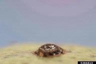 brown spot (<em>Alternaria alternata</em>) sign