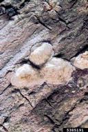 Florida Division of Plant Industry , Florida Department of Agriculture and Consumer Services,  Bugwood.org false armored scale (<em>Conchaspis cordiae</em>) adult(s)