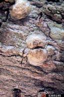 Florida Division of Plant Industry , Florida Department of Agriculture and Consumer Services,  Bugwood.org false armored scale (<em>Conchaspis cordiae</em>) adult(s)