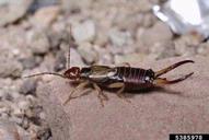 European earwig (<em>Forficula auricularia</em>) adult(s)