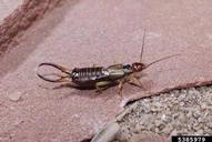 European earwig (<em>Forficula auricularia</em>) adult(s)