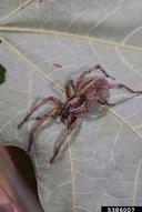 wolf spiders (<em>Rabidosa spp.</em>) adult