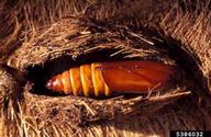 ventral in cut cocoon
 