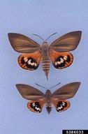 Female at top
