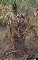 palm moth (<em>Paysandisia archon</em>) damage on Chinese windmill palm (<em>Trachycarpus fortunei</em>)
