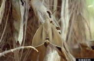 palm moth (<em>Paysandisia archon</em>) adult(s)
