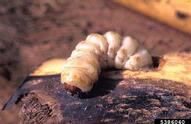 Later instar larva retreating into gallery