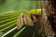 male leaving just after mating