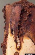 Median size larva boring into core