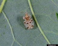 oak lace bug (<em>Corythucha arcuata</em>) adult(s)