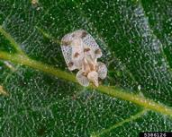 oak lace bug (<em>Corythucha arcuata</em>) adult(s)