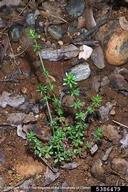 Joseph M. DiTomaso, University of California - Davis,  Bugwood.org