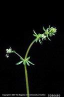 Joseph M. DiTomaso, University of California - Davis,  Bugwood.org