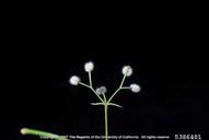 Joseph M. DiTomaso, University of California - Davis,  Bugwood.org