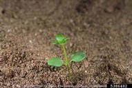 Joseph M. DiTomaso, University of California - Davis,  Bugwood.org