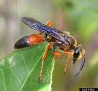 great golden digger wasp