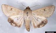 Helicoverpa armigera - Bugwoodwiki