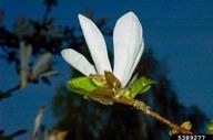 Magnolia kobus blossoms in early spring on the naked twig.