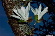 Magnolia kobus blossoms in early spring on the naked twig.