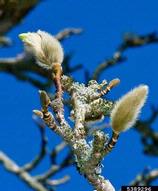Flower buds from 47 years Magnolia kobus tree planted 1961 on UMB campus.