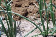 Kaolinite dust/spray applied to onion plants as part of onion thrips management strategy on a field at Colorado, USA.