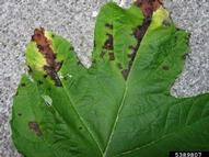 Leaf spots