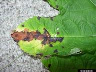 Leaf spots