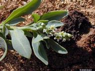 Forest and Kim Starr, Starr Environmental,  Bugwood.org