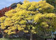 Autumn color