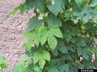 Common hop leaves showing symptoms of apple mosaic virus infection in a field at Oregon, USA.