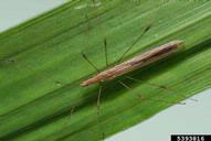 Joseph Berger,  Bugwood.org stilt bug (<em>Jalysus wickhami</em>) adult(s)