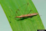 Joseph Berger,  Bugwood.org feeding on a blade of grass