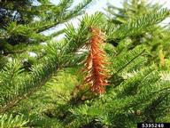 Diplodia tip blights (<em>Diplodia spp.</em>) symptoms on balsam fir (<em>Abies balsamea</em>)